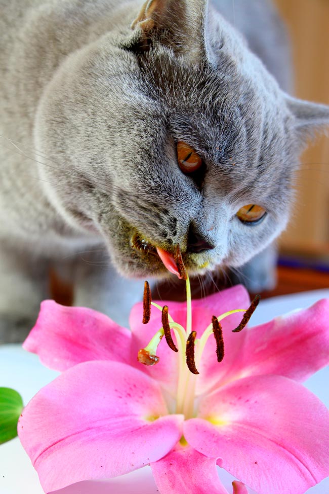 Descubra quais são as plantas que representam perigo para os seus animais de estimação!