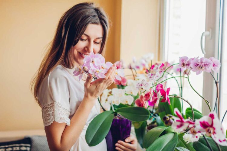 8 dicas essenciais para cuidar de orquídeas