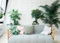 8 plantas que purificam o ar em casa e ficaram famosas por um estudo da NASA
