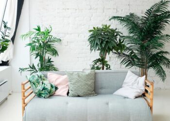 Melhore a qualidade do ar da sua casa com estas oito plantas que purificam recomendadas pela NASA.