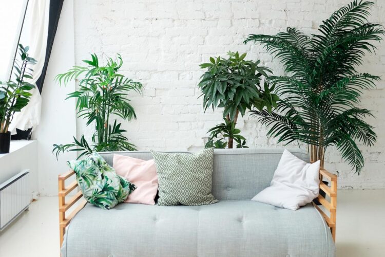 Melhore a qualidade do ar da sua casa com estas oito plantas que purificam recomendadas pela NASA.