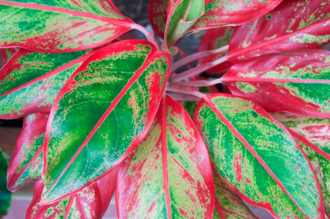 Melhore a qualidade do ar da sua casa com estas oito plantas que purificam recomendadas pela NASA.