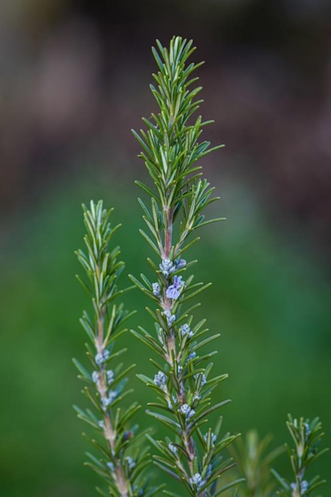 Transforme o seu lar num oásis perfumado com esta seleção especial de 12 plantas aromáticas.