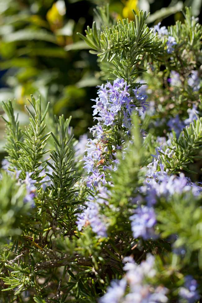 As melhores plantas que melhoram a energia do seu lar Alecrim