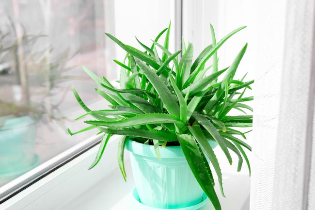 Melhore a qualidade do ar da sua casa com estas oito plantas que purificam recomendadas pela NASA.