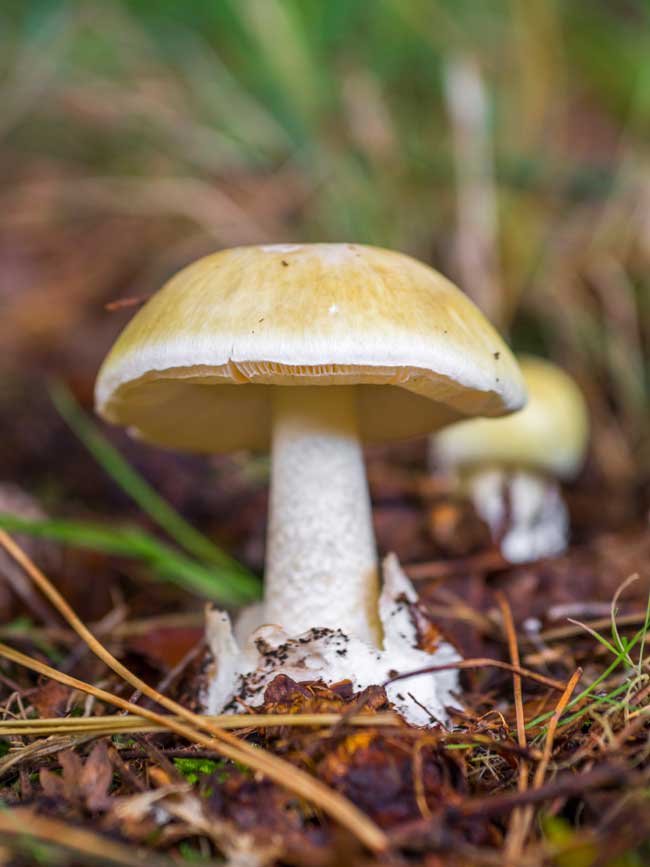 Amanita phalloides