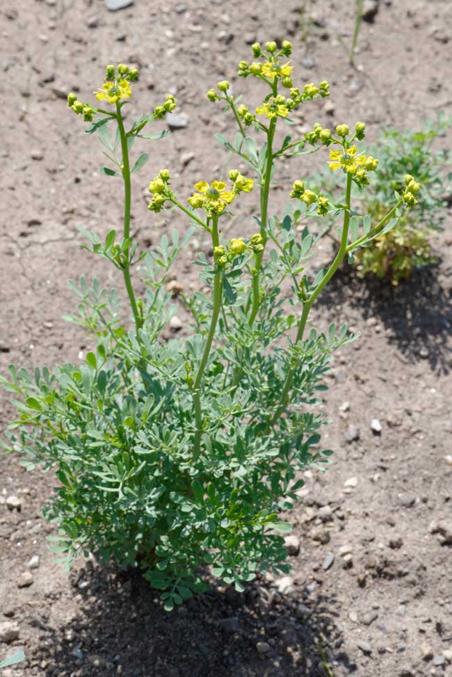 As melhores plantas que melhoram a energia do seu lar Arruda