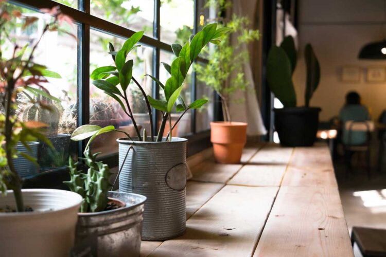 As 10 plantas que ajudam a reduzir a humidade em casa