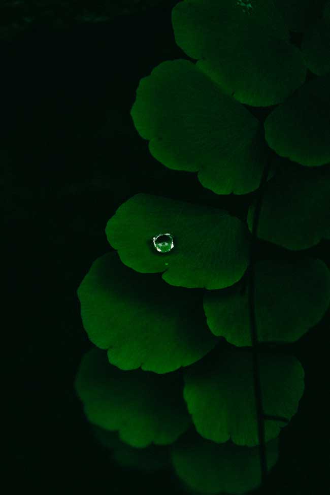 As melhores plantas que melhoram a energia do seu lar Avenca