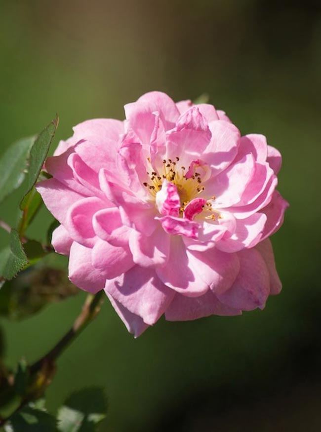 Transforme o seu lar num oásis perfumado com esta seleção especial de 12 plantas aromáticas.