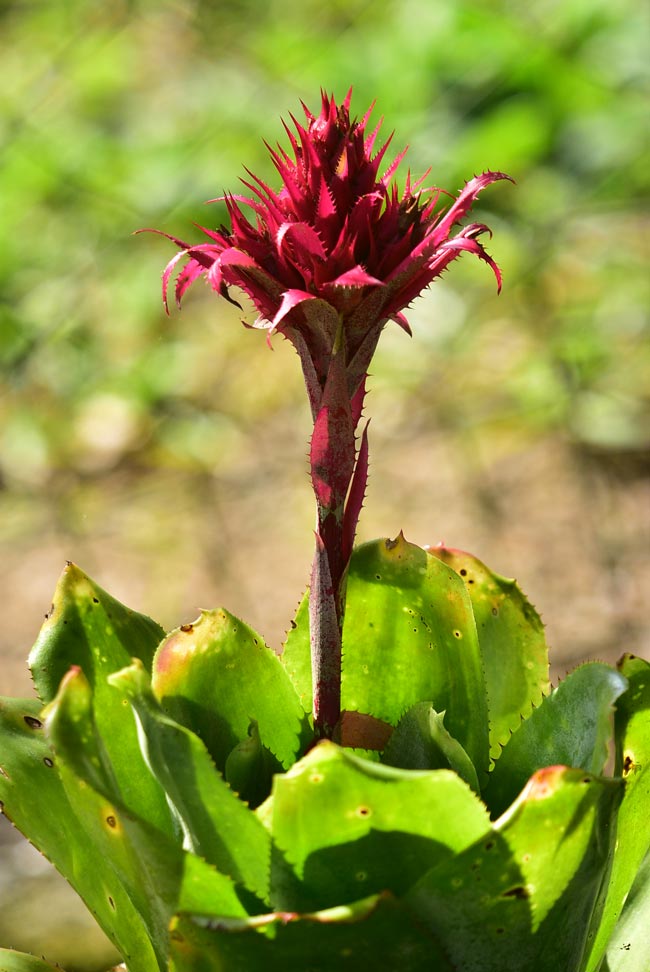 9 plantas de interior que não necessitam de luz direta Bromélias