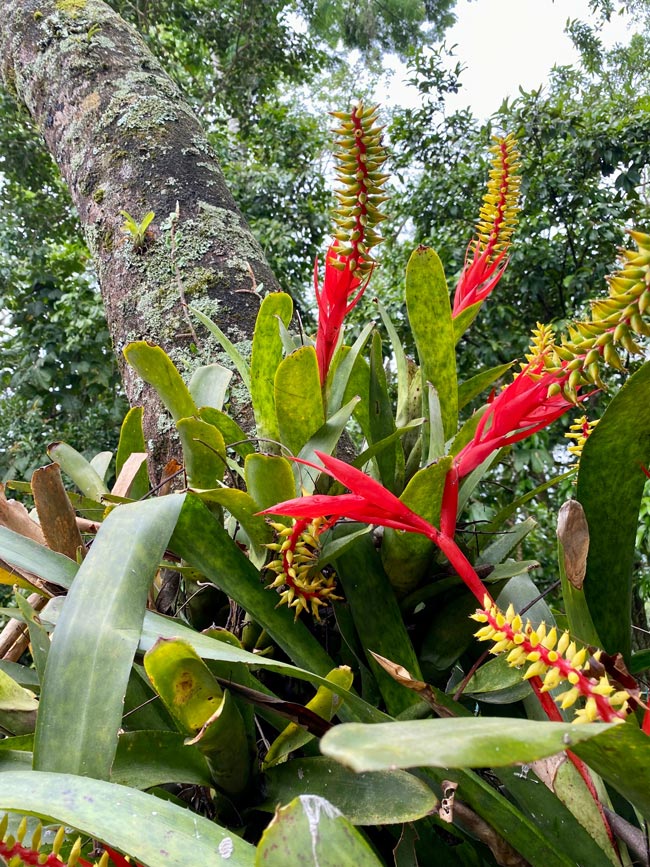 Bromélias