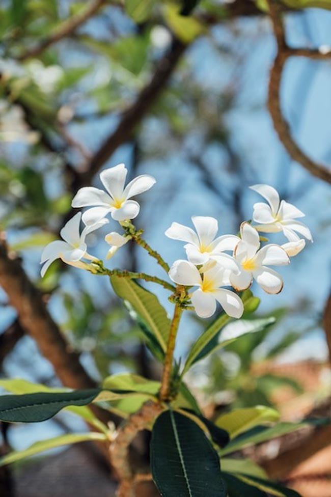 Transforme o seu lar num oásis perfumado com esta seleção especial de 12 plantas aromáticas.