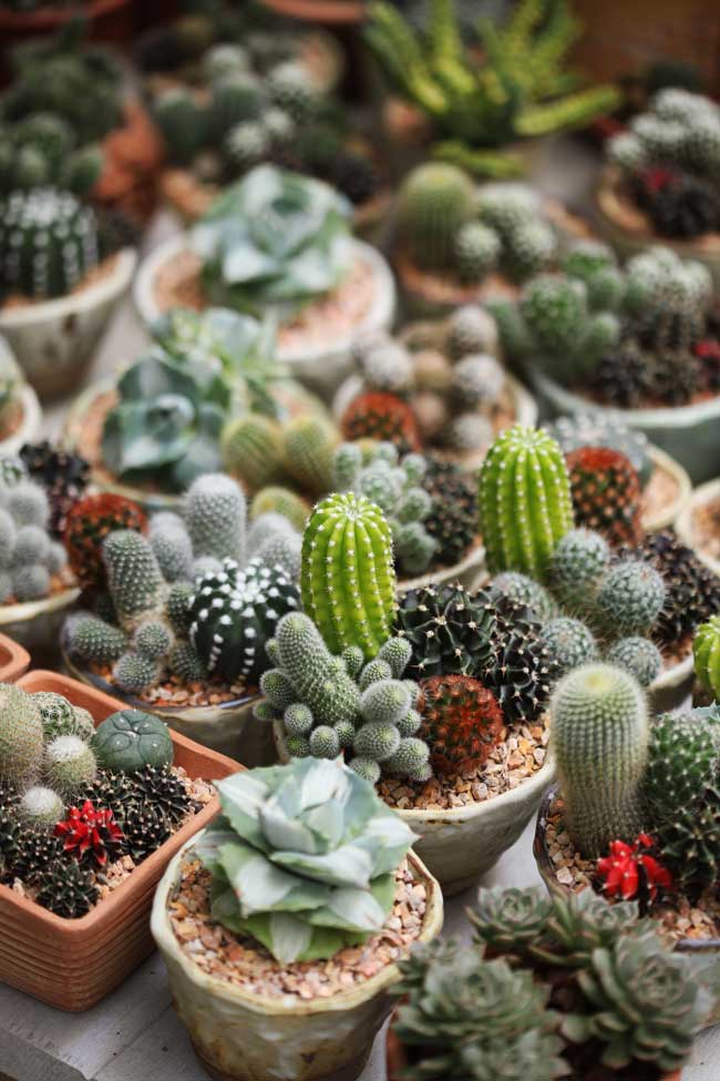 As melhores plantas que melhoram a energia do seu lar Catos