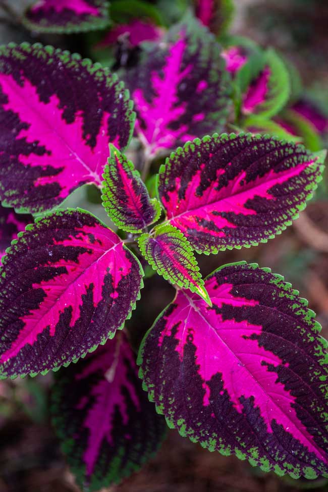 Coleus