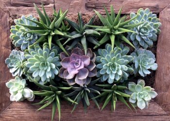 Como cuidar dos cactos e suculentas