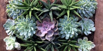 Como cuidar dos cactos e suculentas