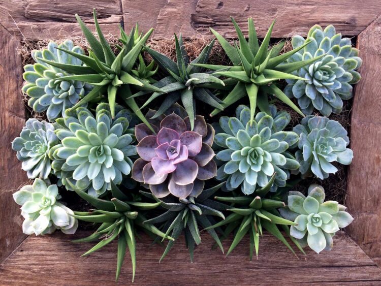 Como cuidar dos cactos e suculentas