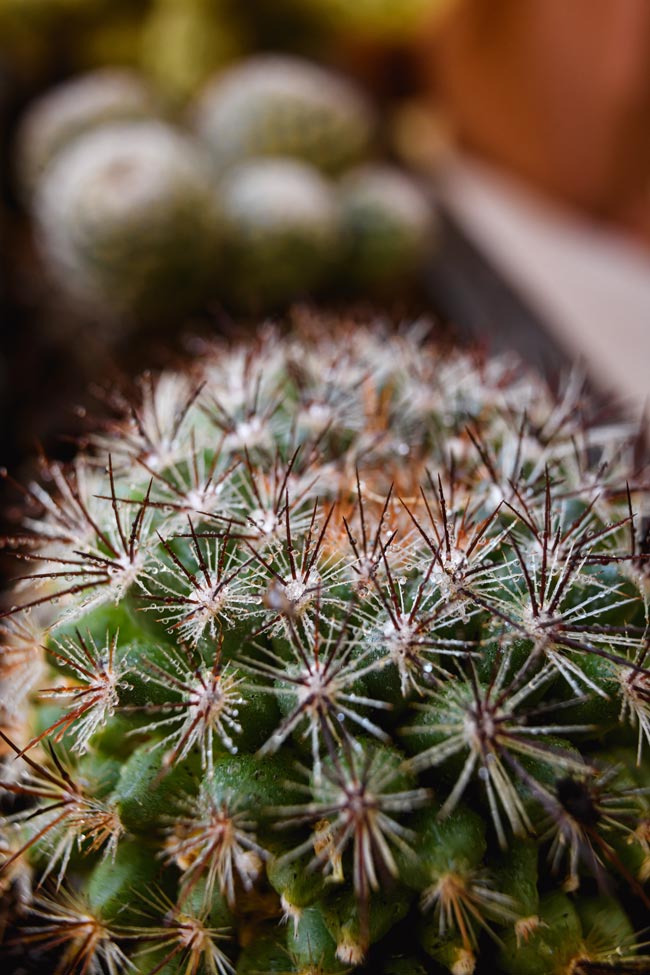 Tome cuidado na hora de regar
