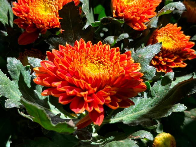 Melhore a qualidade do ar da sua casa com estas oito plantas que purificam recomendadas pela NASA.