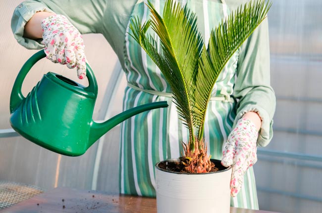 Descubra quais são as plantas que representam perigo para os seus animais de estimação! 