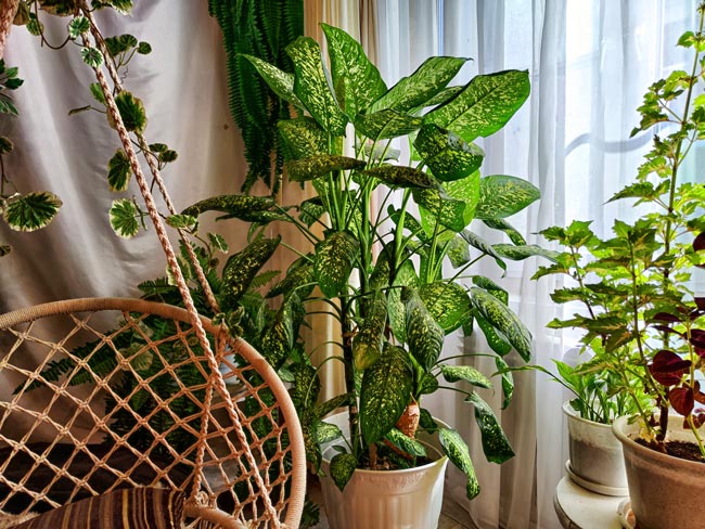 Descubra quais são as plantas que representam perigo para os seus animais de estimação! 