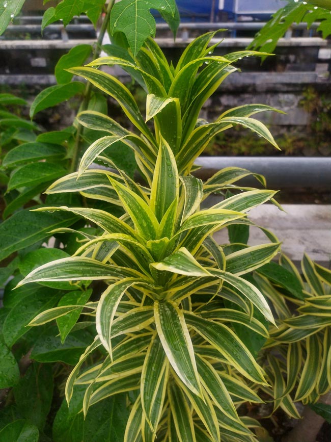 9 plantas de interior que não necessitam de luz direta Dracaena sanderian