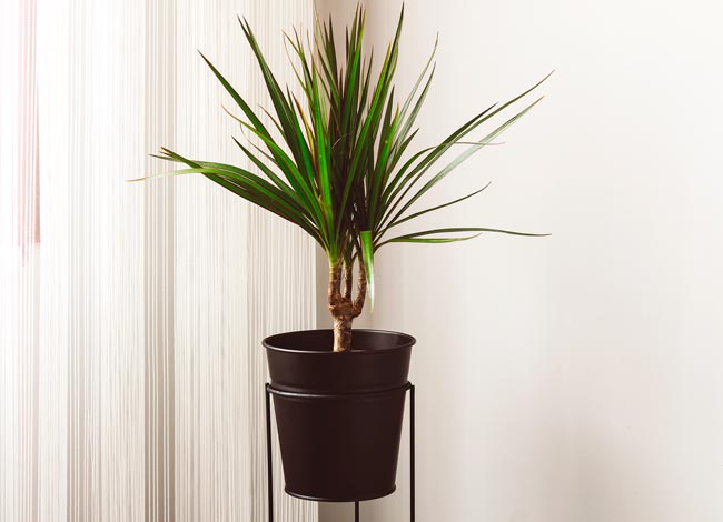 Descubra quais são as plantas que representam perigo para os seus animais de estimação! plantas tóxicas para animais