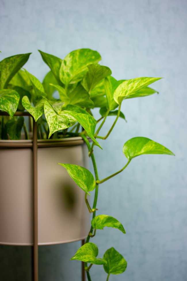 Epipremnum aureum