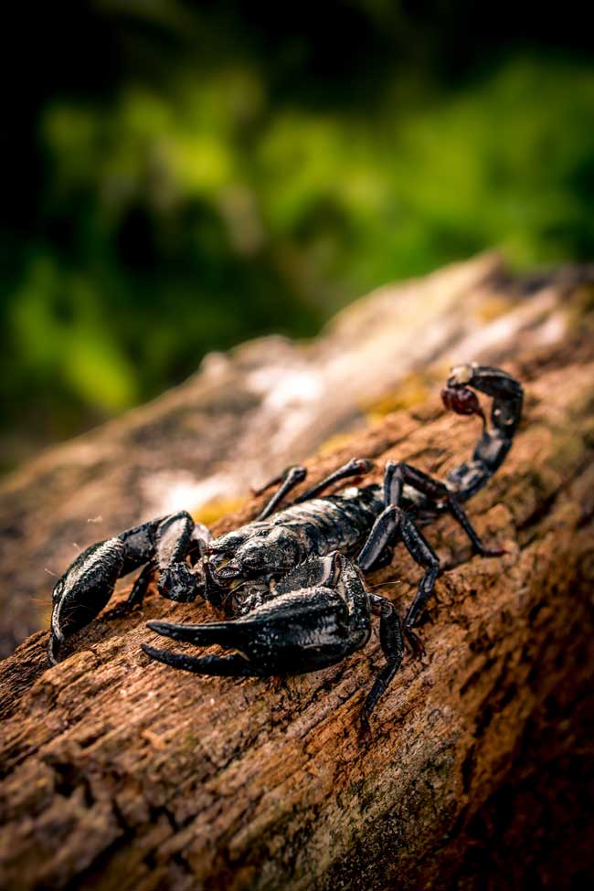 Os 26 animais mais perigosos do planeta para os humanos Escorpião