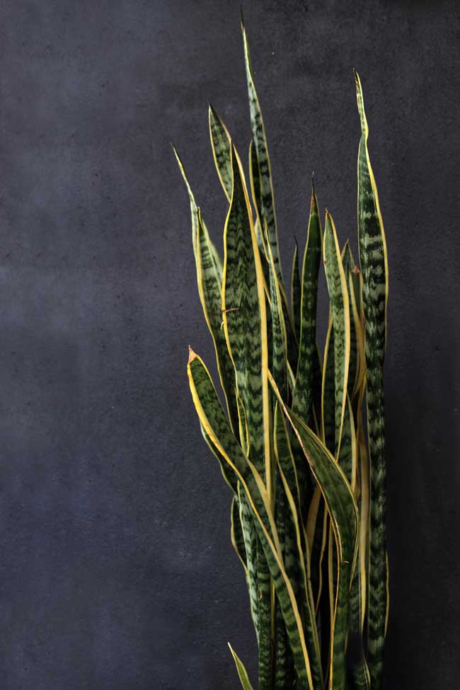 As melhores plantas que melhoram a energia do seu lar Espada-de-São-Jorge