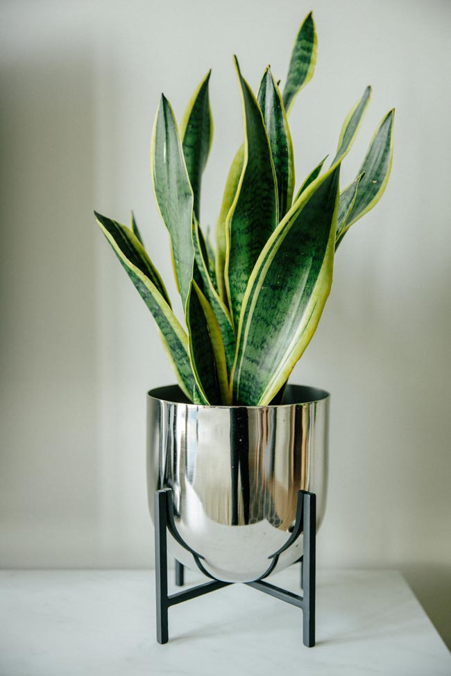 9 plantas de interior que não necessitam de luz direta Espada-de-São-jorge