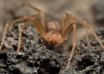 Espécies perigosas em Portugal: quais são e onde estão?