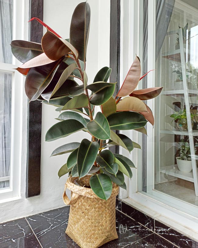 Ficus elástica