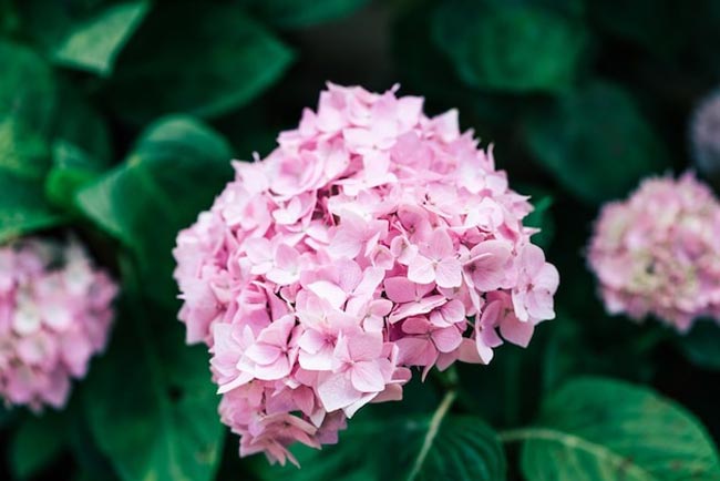 Transforme o seu lar num oásis perfumado com esta seleção especial de 12 plantas aromáticas.