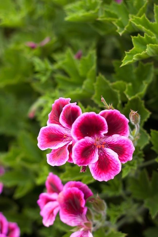 Transforme o seu lar num oásis perfumado com esta seleção especial de 12 plantas aromáticas.