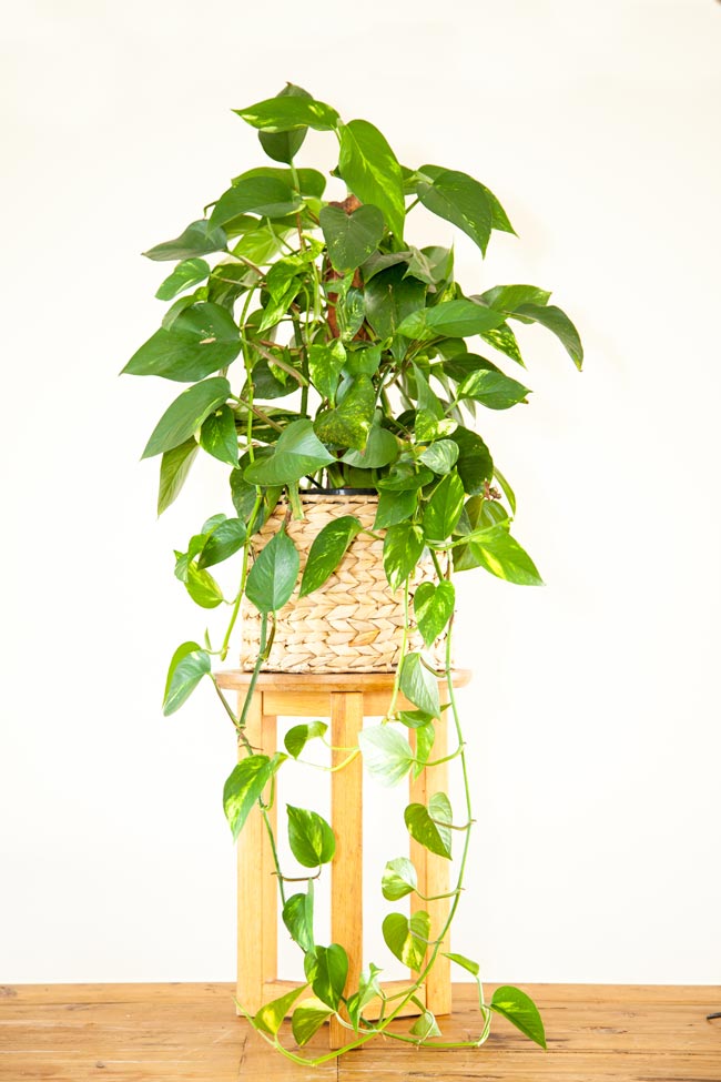 Golden Pothos