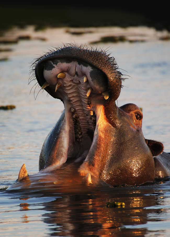 Os 26 animais mais perigosos do planeta para os humanos Hipopótamo