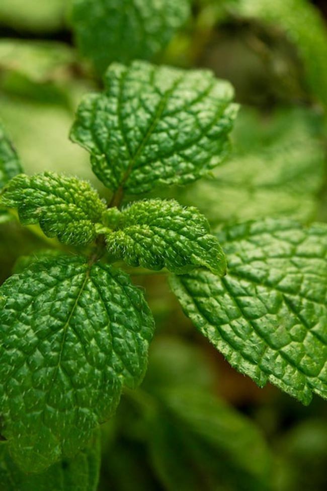 Transforme o seu lar num oásis perfumado com esta seleção especial de 12 plantas aromáticas.