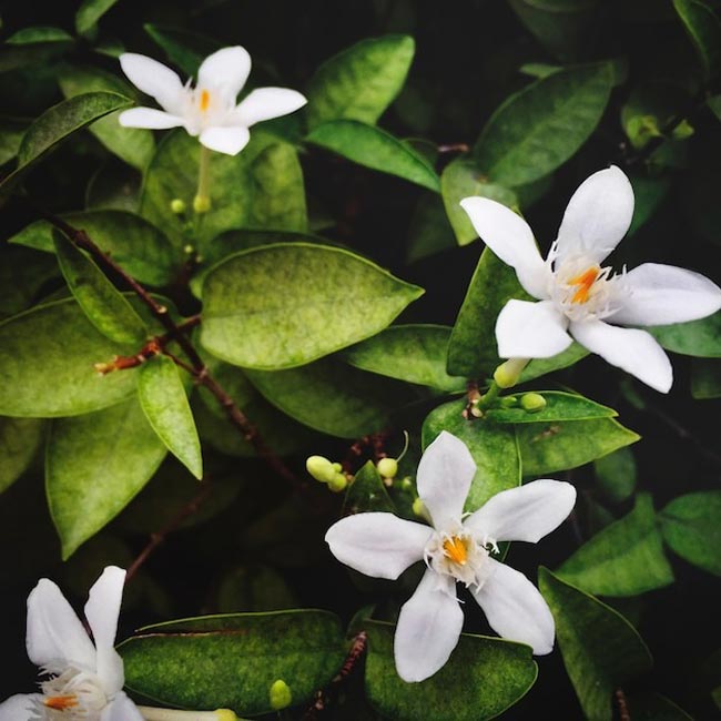 Transforme o seu lar num oásis perfumado com esta seleção especial de 12 plantas aromáticas.