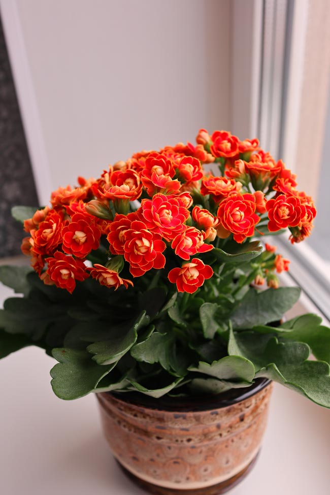 Kalanchoes