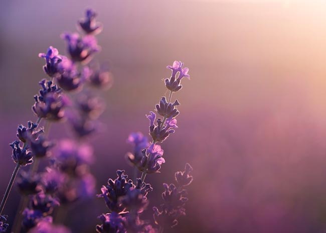 Transforme o seu lar num oásis perfumado com esta seleção especial de 12 plantas aromáticas.
