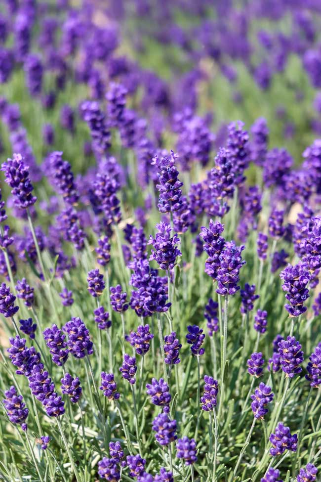 As melhores plantas que melhoram a energia do seu lar Lavanda