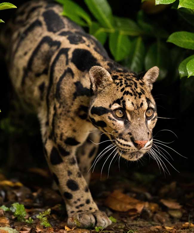 Os 26 animais mais perigosos do planeta para os humanos Leopardo