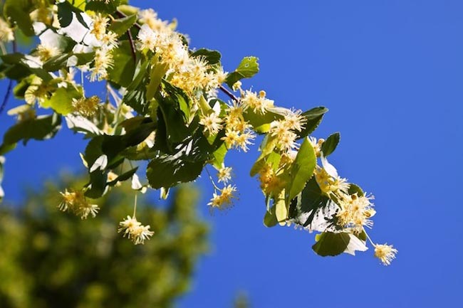 Transforme o seu lar num oásis perfumado com esta seleção especial de 12 plantas aromáticas.