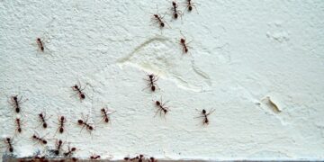 Descubra como se livrar das pragas de formigas de forma eficaz e natural com esses 11 truques caseiros.