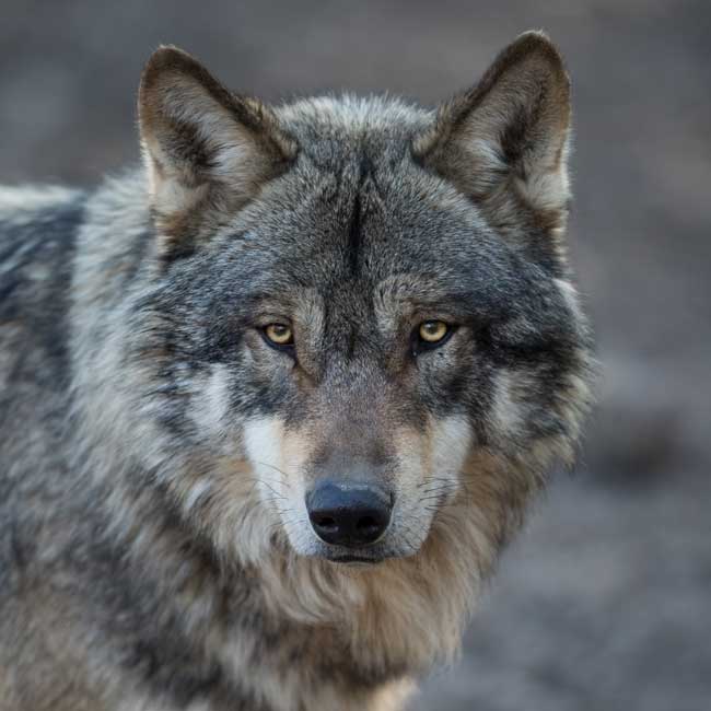 Lobo-ibérico