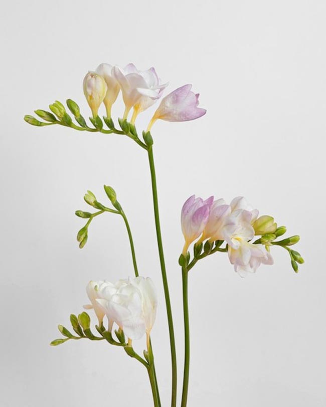 Transforme o seu lar num oásis perfumado com esta seleção especial de 12 plantas aromáticas.