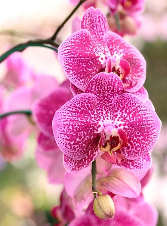 Transforme o seu lar num oásis perfumado com esta seleção especial de 12 plantas aromáticas.