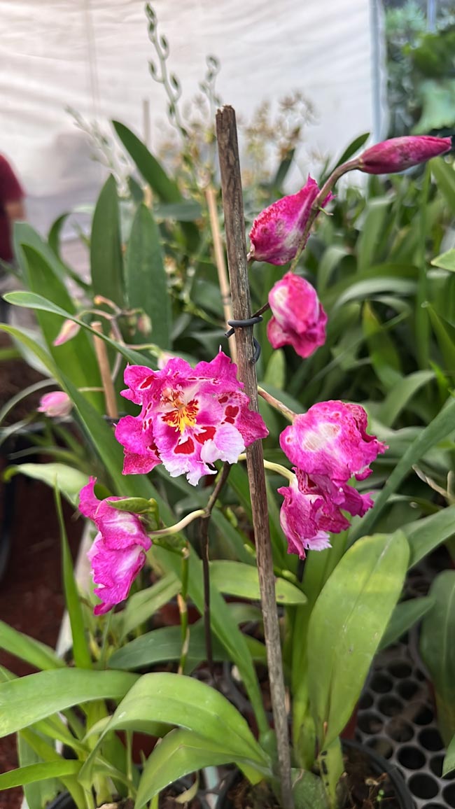 Orquídeas
